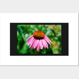 Echinacea Purpurea Posters and Art